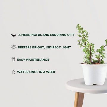 Lucky jade plant for gifting